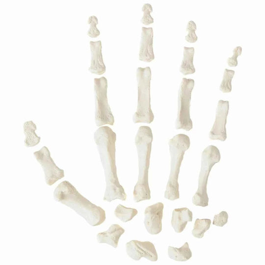 Life-Size Disarticulated Skeleton with Skull Model (Uni-lateral) - Labmart.in