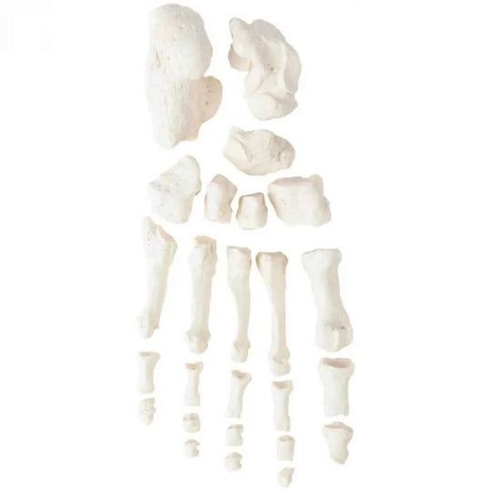 Life-Size Disarticulated Skeleton with Skull Model (Uni-lateral) - Labmart.in