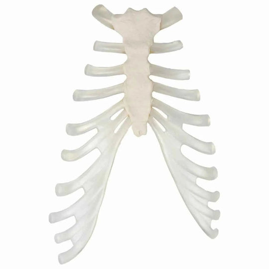 Life-Size Disarticulated Skeleton with Skull Model (Uni-lateral) - Labmart.in