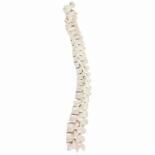 Life-Size Disarticulated Skeleton with Skull Model (Uni-lateral) - Labmart.in